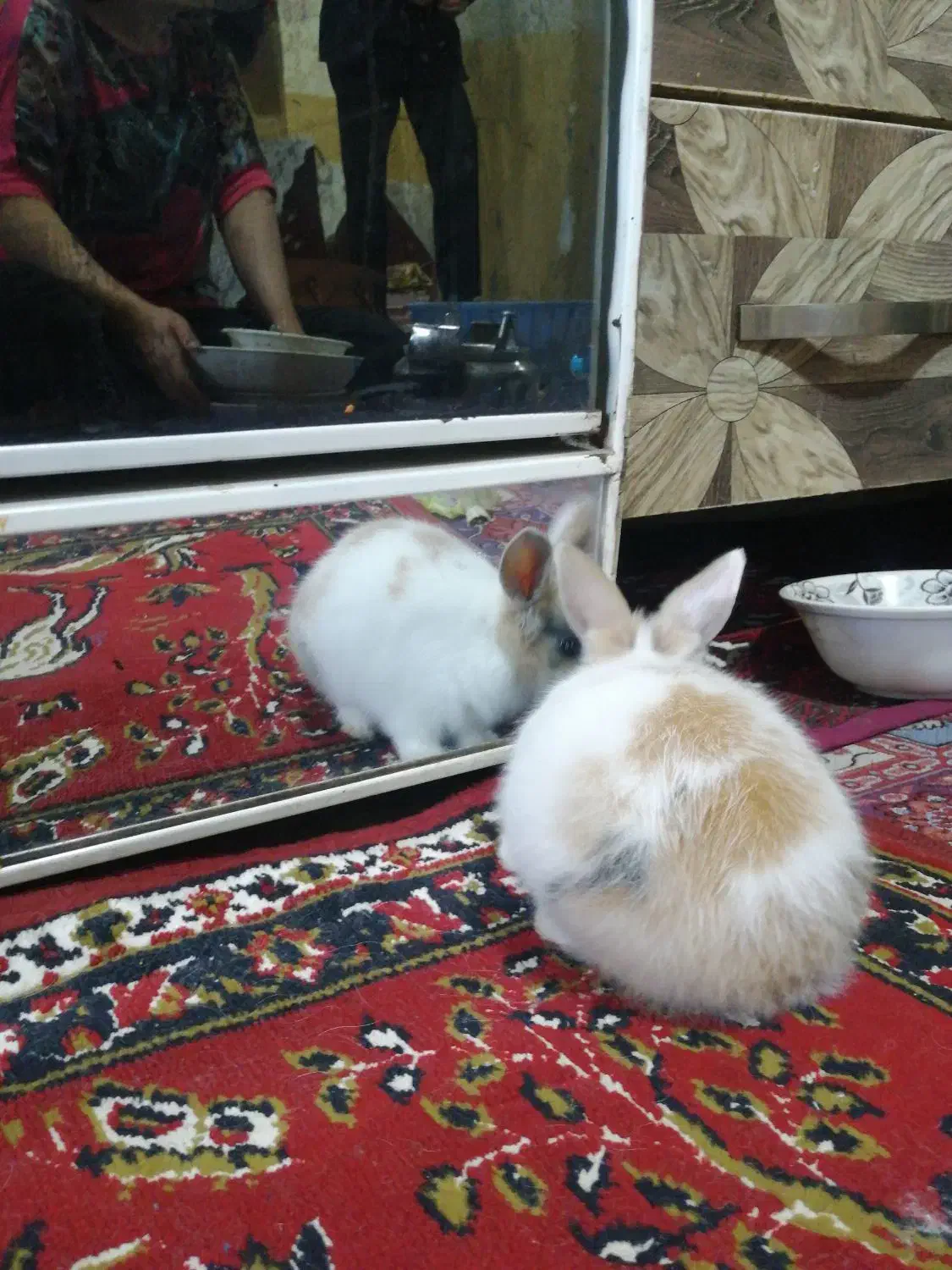 خرگوش سالم نر ماده|موش و خرگوش|سبزوار, کراب|دیوار