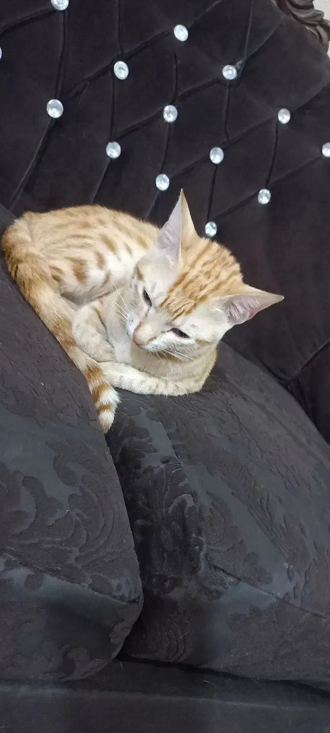 گربه ماده....واگذاری رایگان|گربه|آبادان, |دیوار