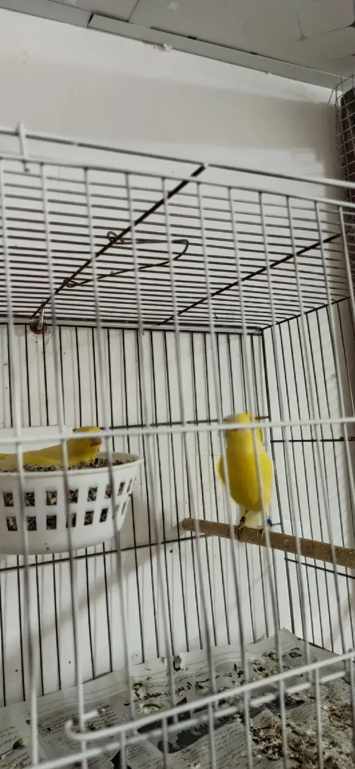 قناری.|پرنده|بندرعباس, |دیوار