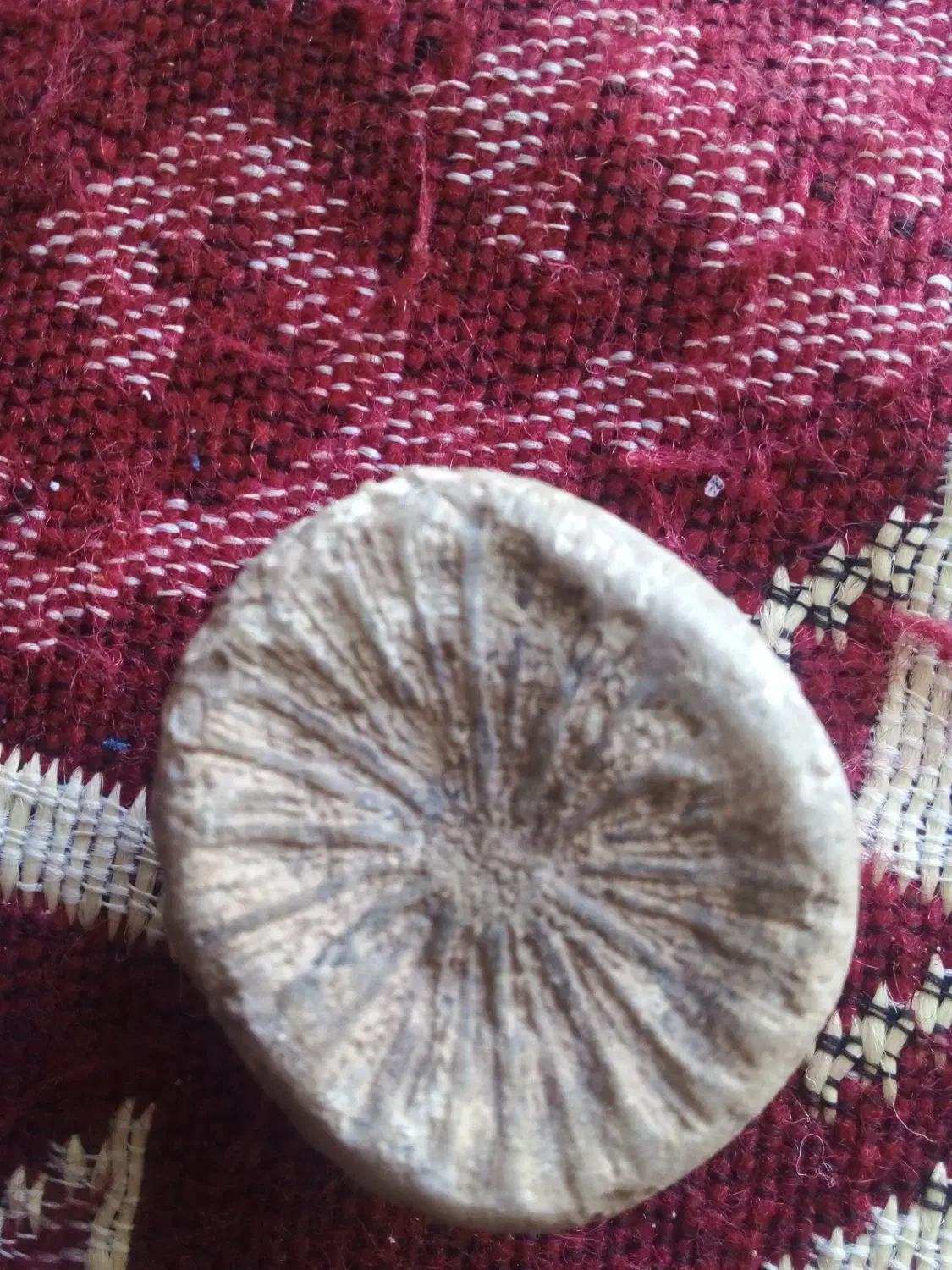 فسیل کلکسیونی|کلکسیون اشیاء عتیقه|بستان آباد, |دیوار