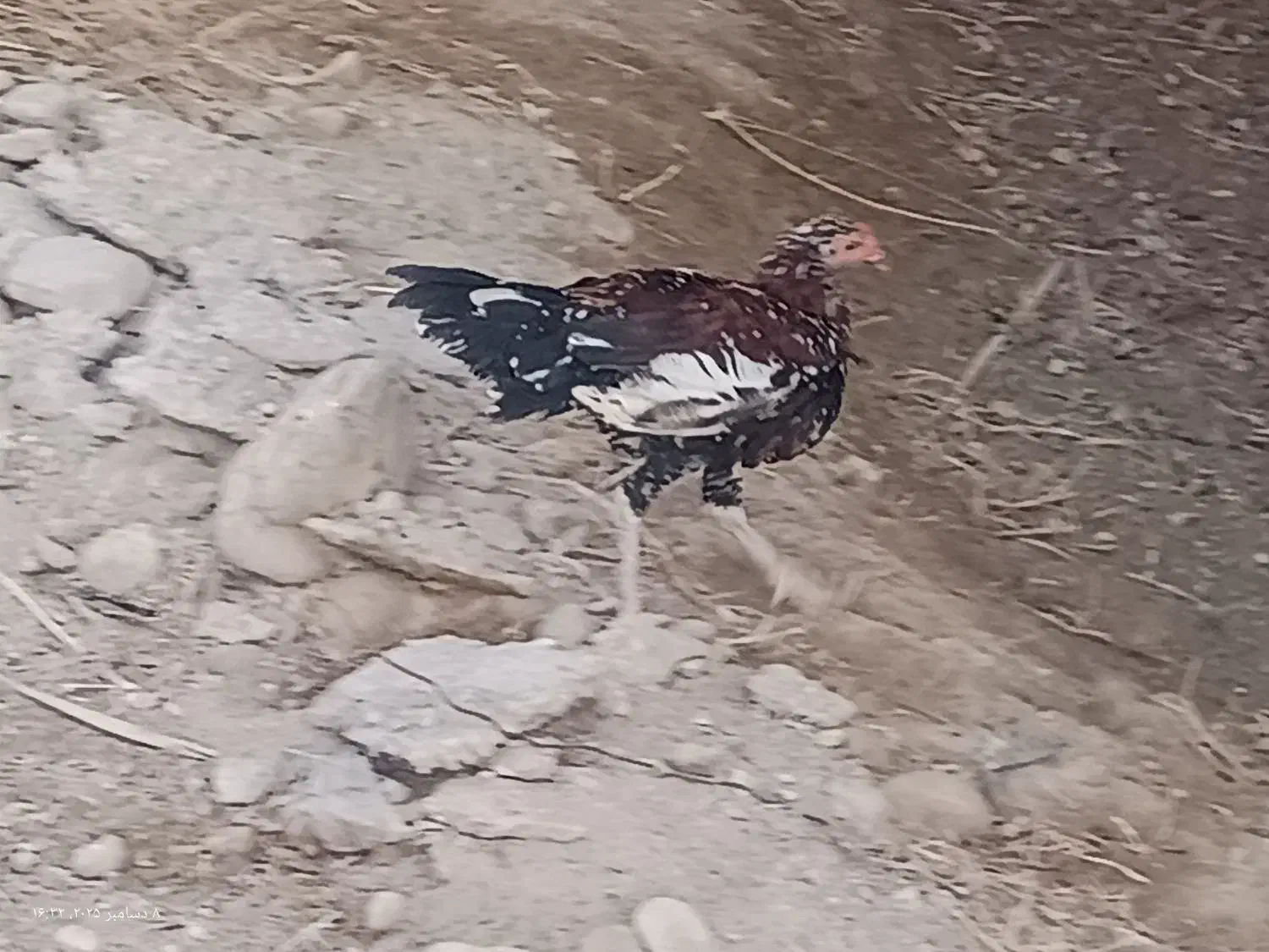 جوجه خروس چابهاری|حیوانات مزرعه|رویدر, |دیوار