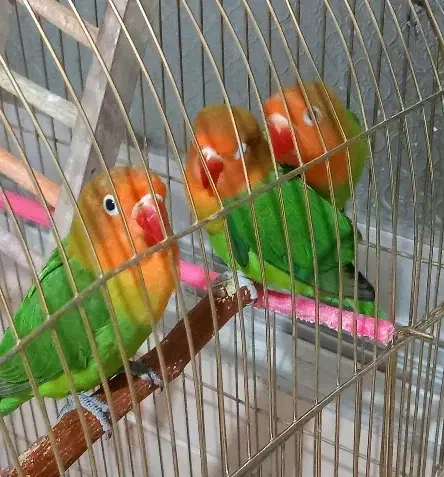 طوطی برزیلی و گرینچیک توضیحات بخوان|پرنده|طرقبه, |دیوار