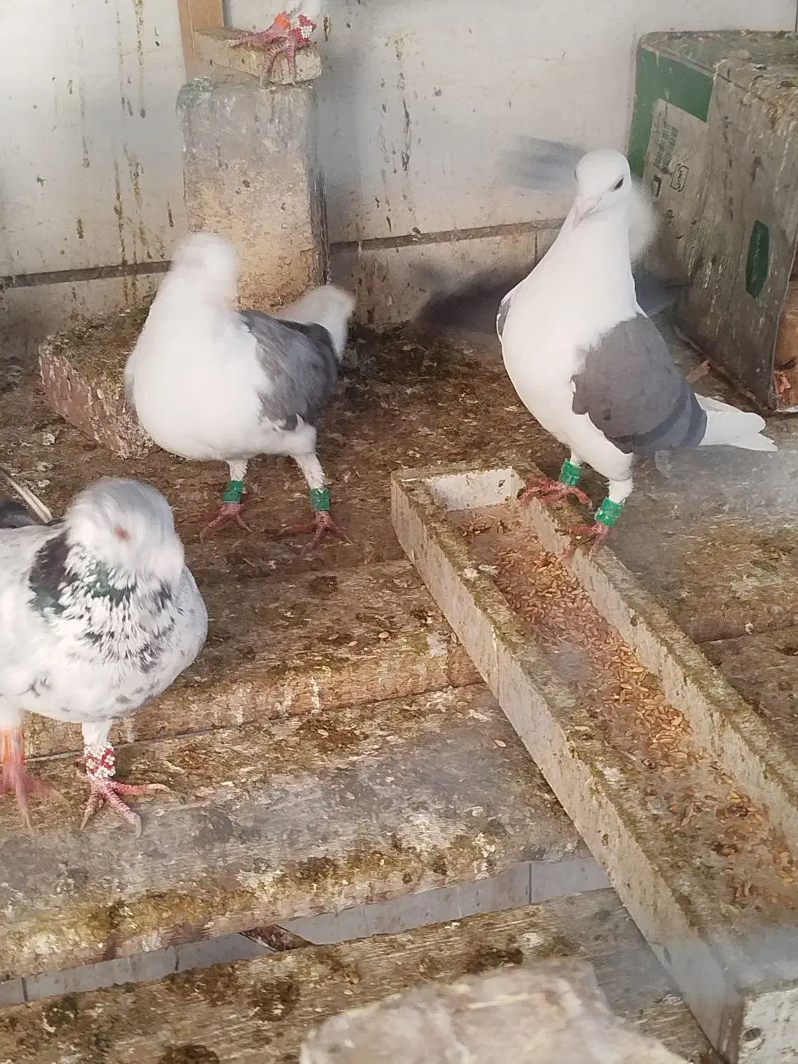 جوجه پشتی|پرنده|شیراز, کوشک میدان|دیوار