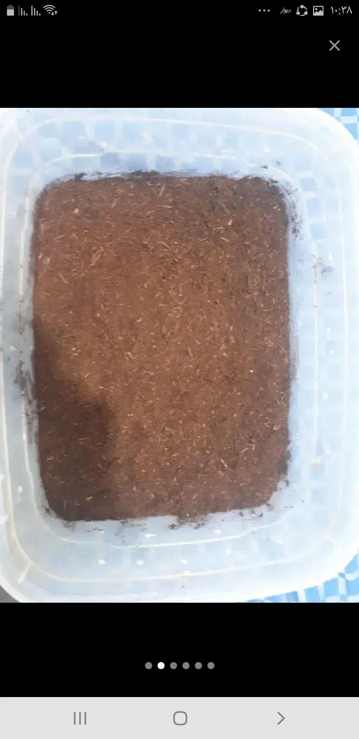 خاک حلزون|لوازم جانبی حیوانات|قم, یزدانشهر|دیوار