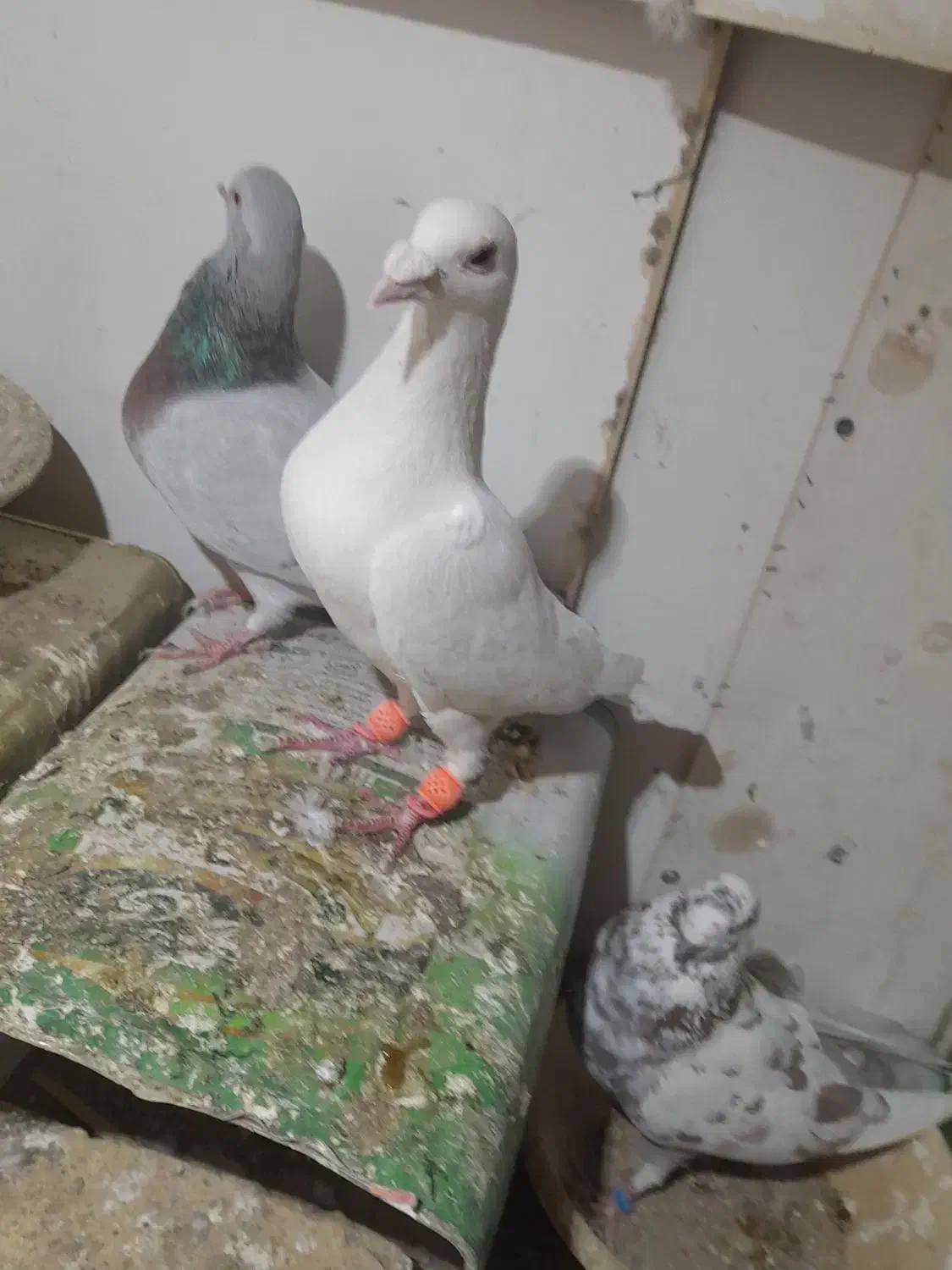 کفتر|پرنده|یزد, |دیوار