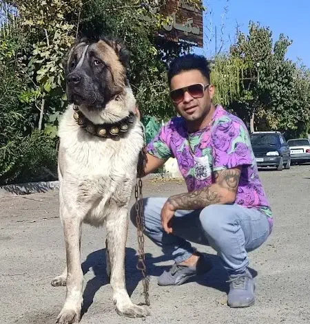 سگ سراب سگ‌ پژدر و ژرمن شپرد|سگ|ماهدشت, |دیوار