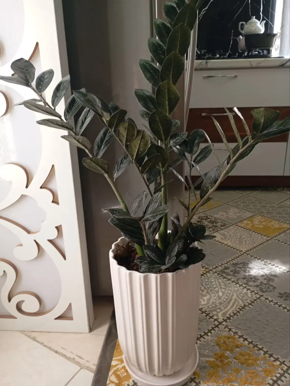 گل زامو فیلیا|گل و گیاه طبیعی|محمدیه-قزوین, |دیوار