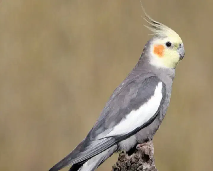 عروس هلندی گم شده|پرنده|وحدتیه, |دیوار