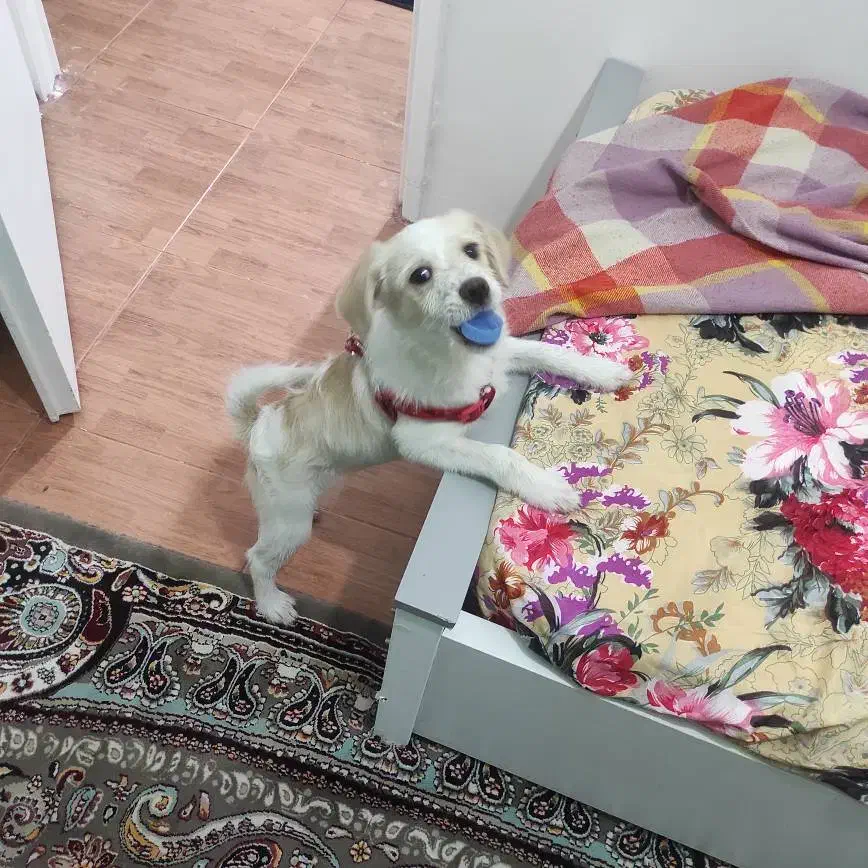 واگزاری|سگ|تهران, پیکان شهر|دیوار