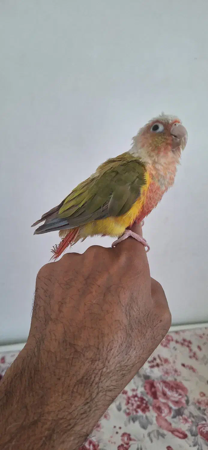 طوطی گرنچیک|پرنده|کرج, باغستان|دیوار