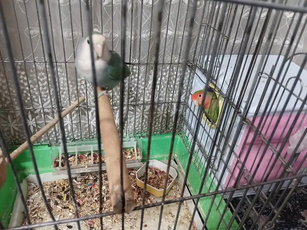 طوطی برزیلی مولد|پرنده|کرج, فاز ۳ گوهردشت|دیوار