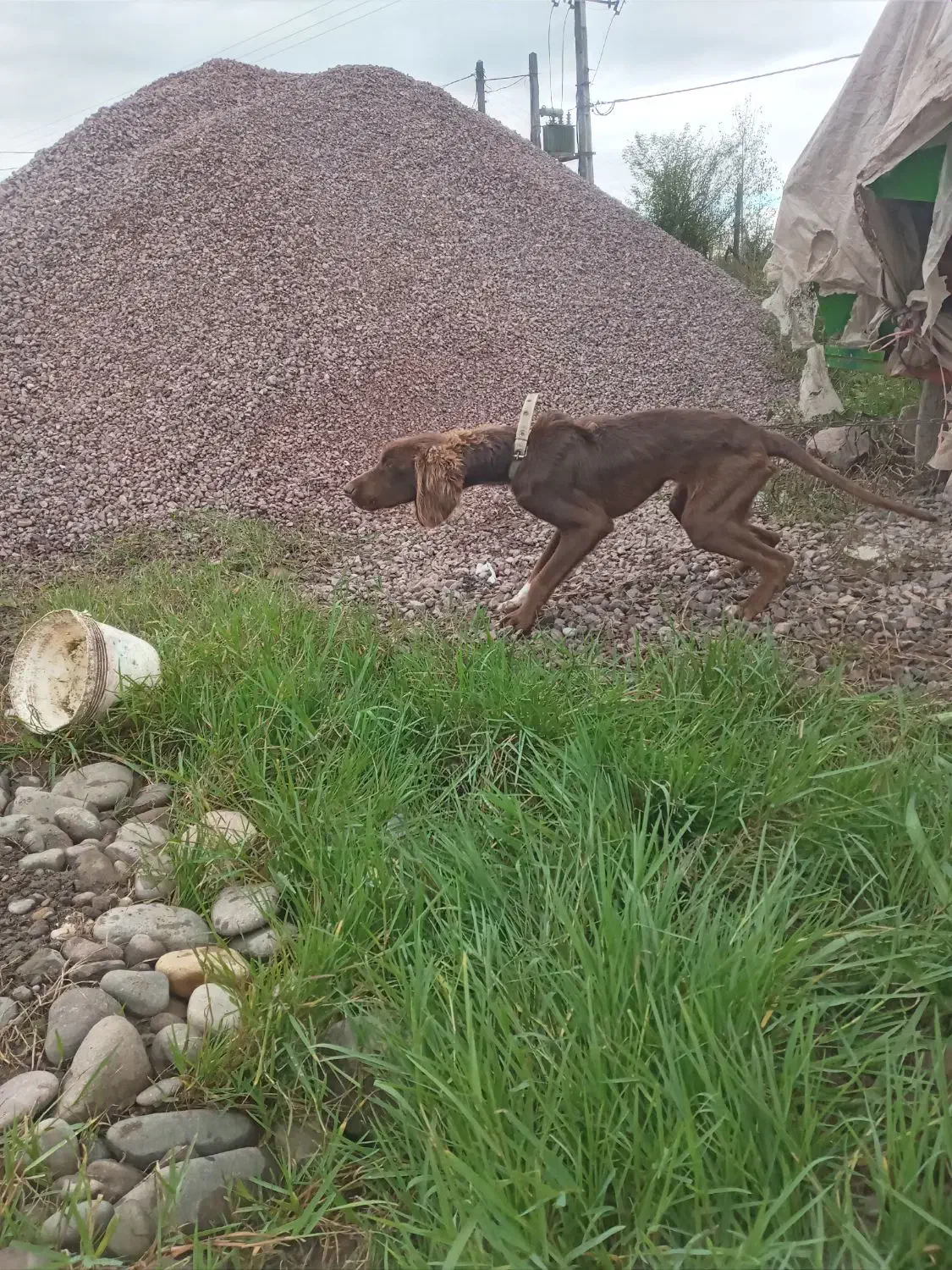 توله شکاری ماده|سگ|سیاهکل, |دیوار