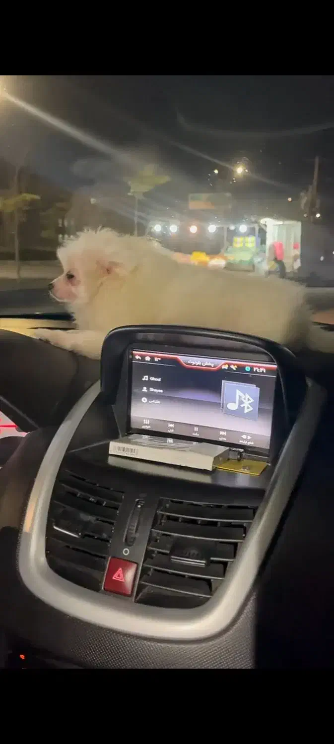 سگ پامرانین|سگ|سمنان, |دیوار