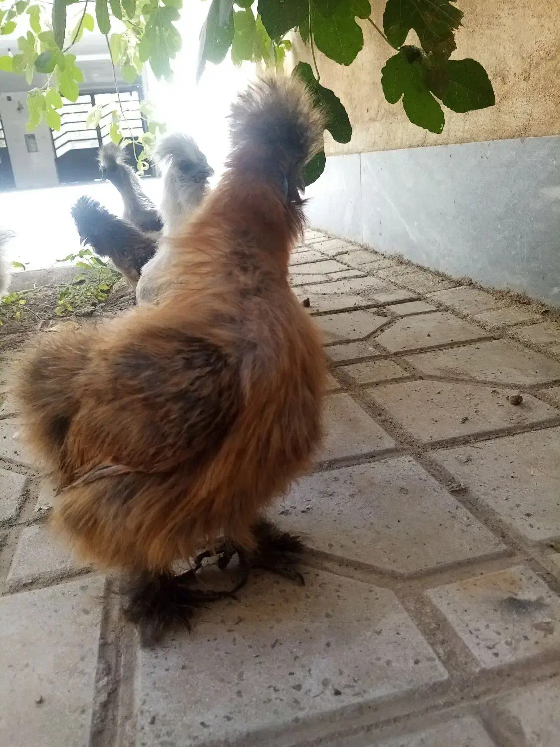 تخم نطفه دار ابریشمی|حیوانات مزرعه|هشتگرد, شهرک بعثت|دیوار