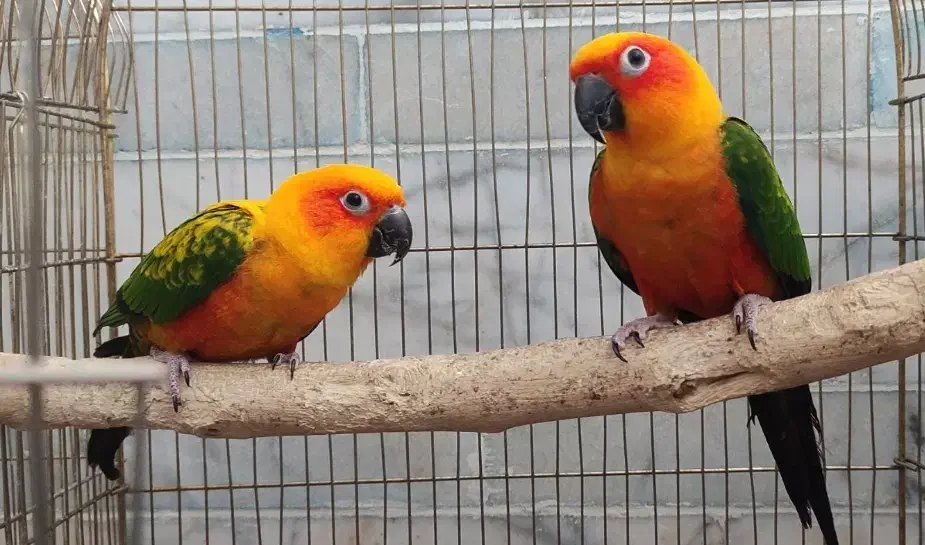 خورشیدی بالغ|پرنده|زرند, |دیوار