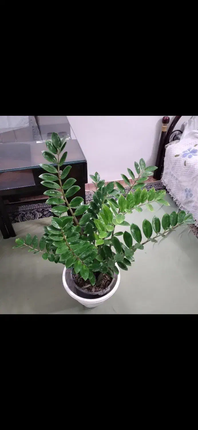 زاموفیلیا بسیار بزرگ و آگلونما زیبا هدیه روز مادر|گل و گیاه طبیعی|اصفهان, جوزدان الیادران|دیوار