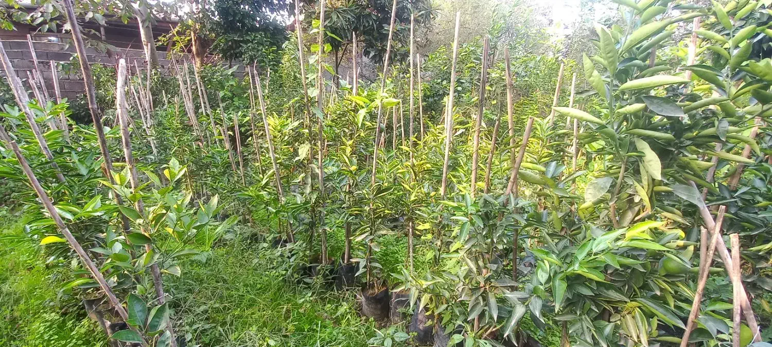 نهال مرکبات تامسون و نارنگی و خونی و...|گل و گیاه طبیعی|مرزیکلا, |دیوار