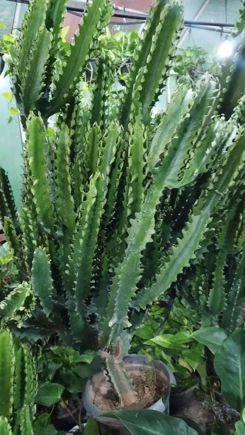 افوربیا اره ای|گل و گیاه طبیعی|قم, در بهشت|دیوار