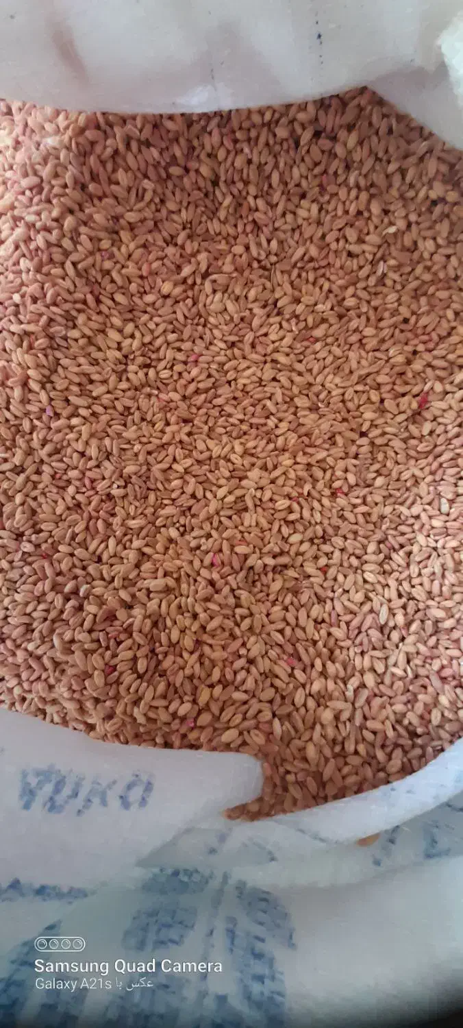 گندم پیشگام|خدمات باغبانی و درختکاری|ایوان, |دیوار
