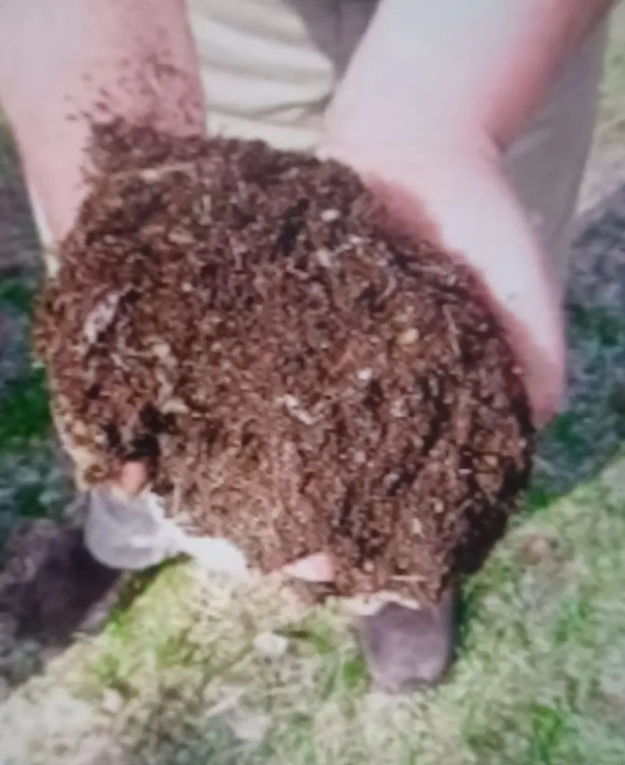 کود حیوانی|خدمات باغبانی و درختکاری|سیدآباد, |دیوار