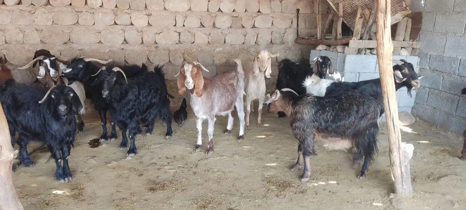 بز کشتار چاق|حیوانات مزرعه|اندیمشک, |دیوار