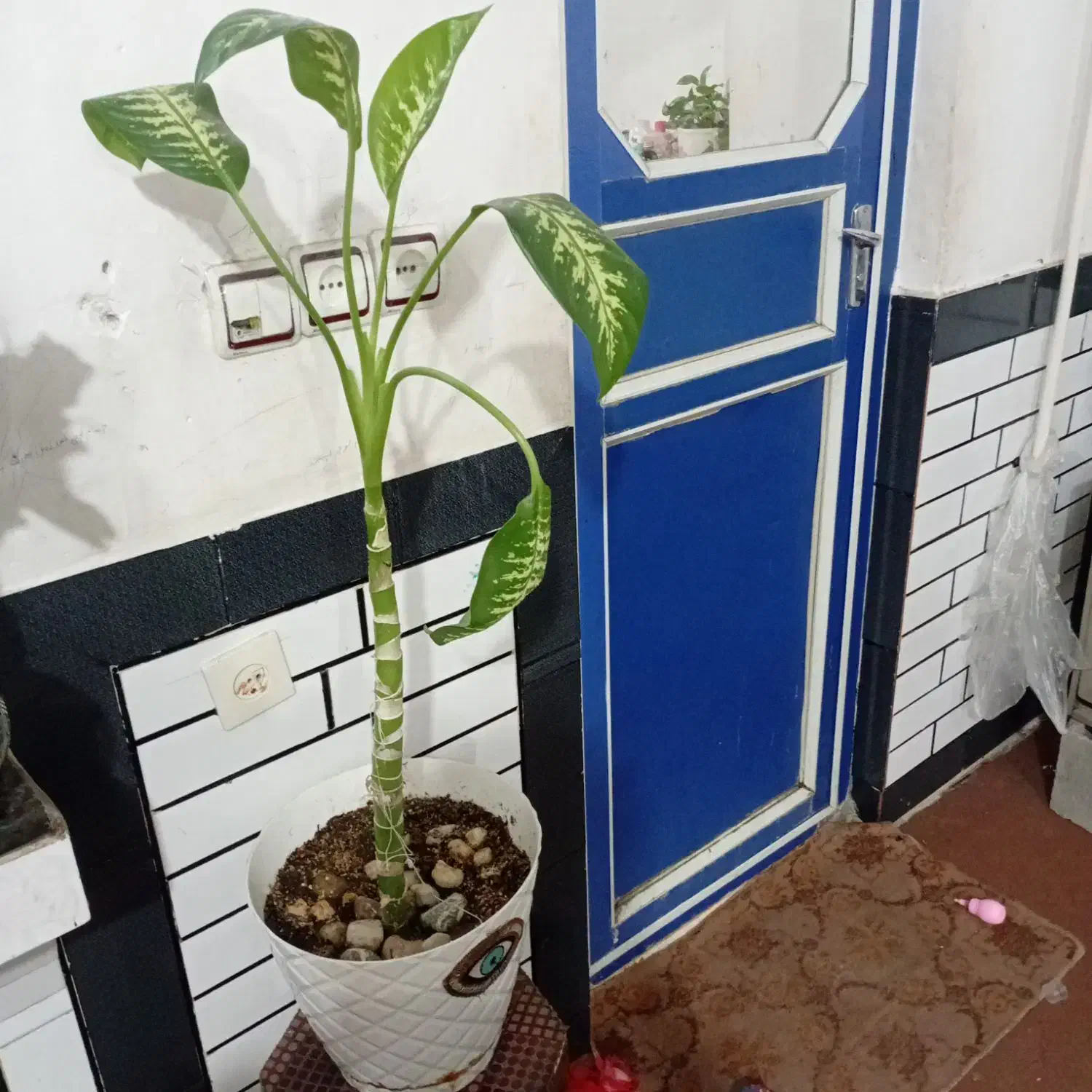 همه گل ها باگلدون ۱۵۰۰|گل و گیاه طبیعی|دزفول, |دیوار