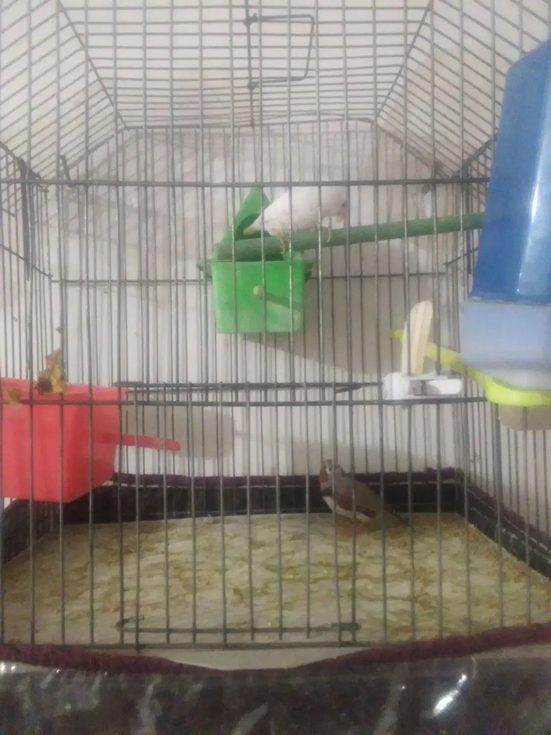 فروش دو جفت مرغ عشق و یک جفت فنچ|پرنده|شاهین دژ, |دیوار