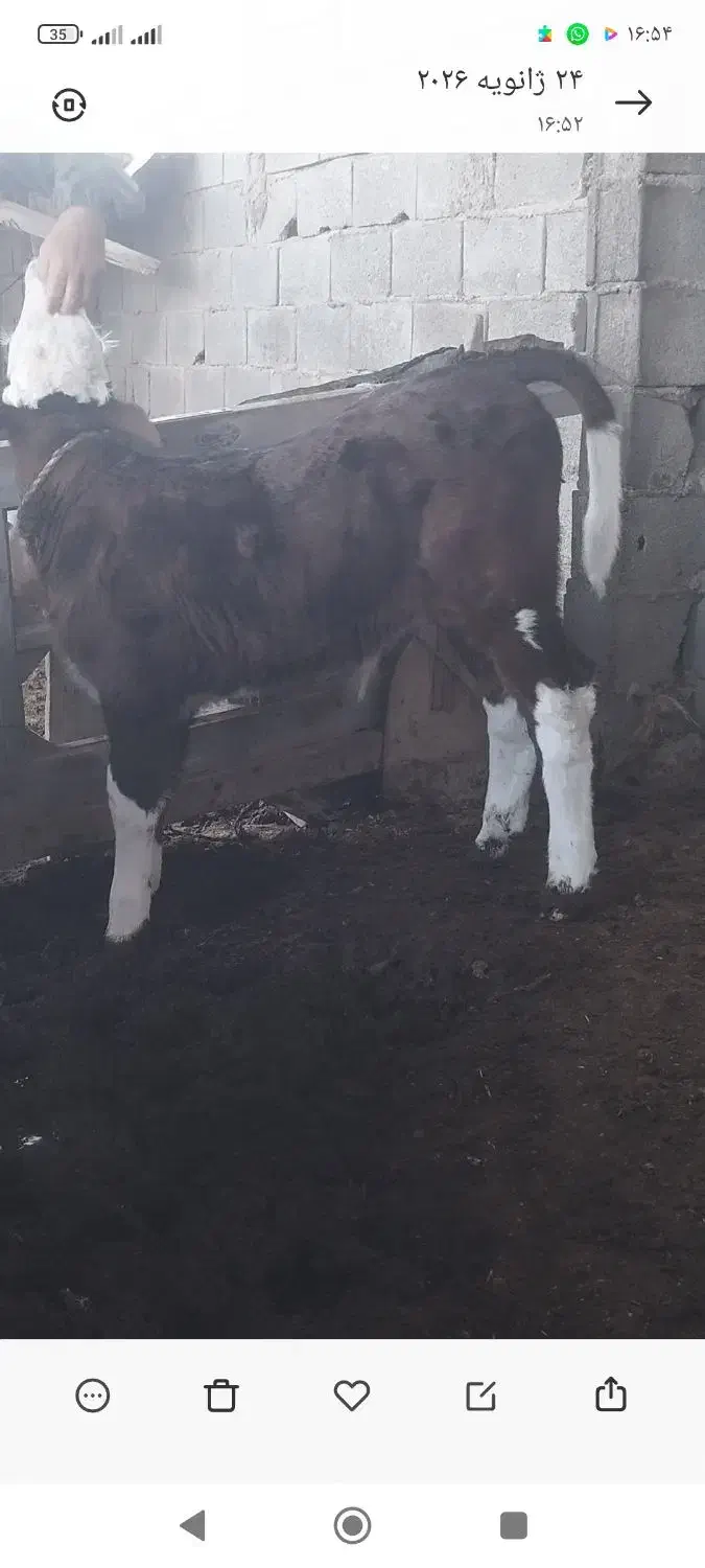 گوساله نر اصل سیمینتال|حیوانات مزرعه|گمیشان, |دیوار