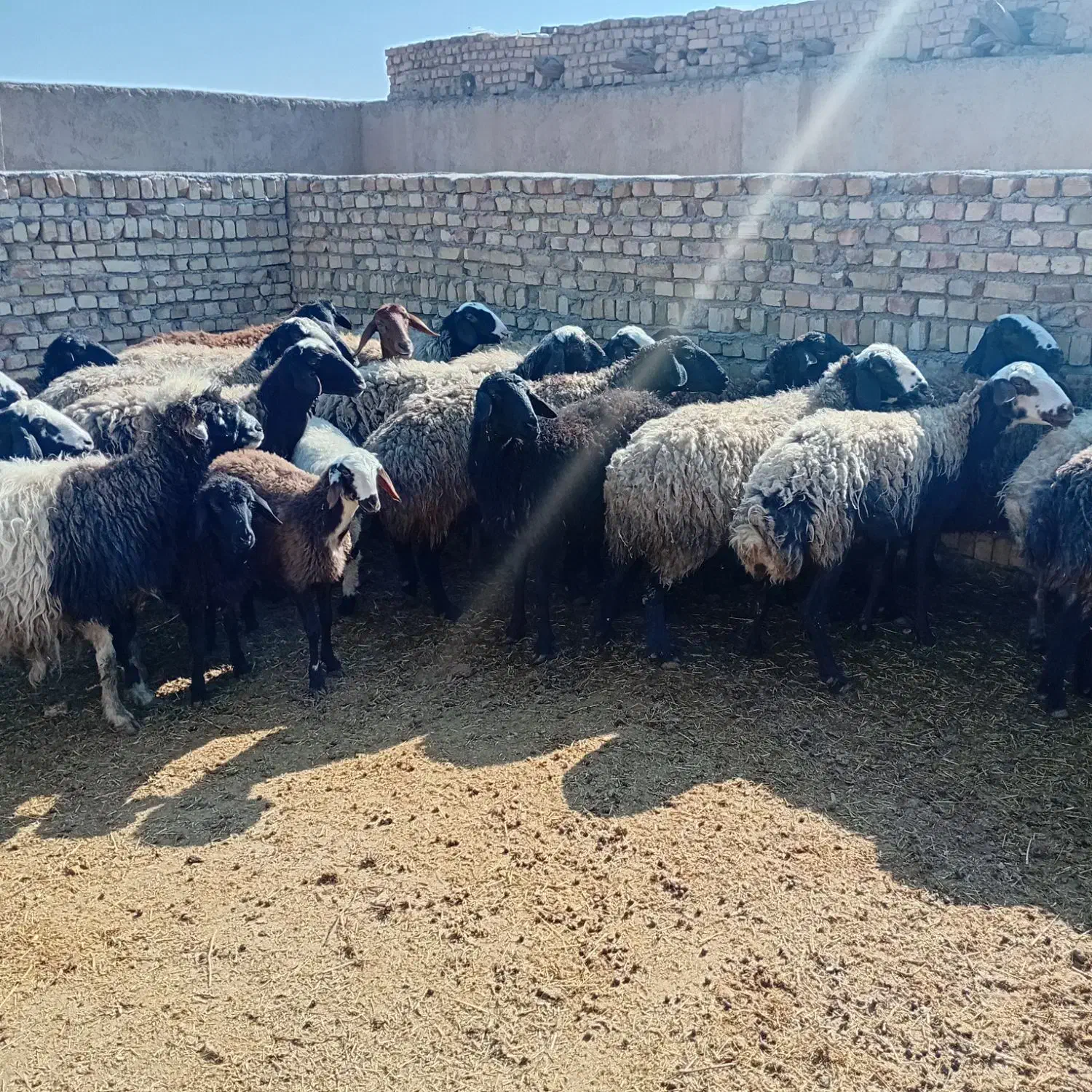 میش وبره ابستن|حیوانات مزرعه|جوادآباد, |دیوار