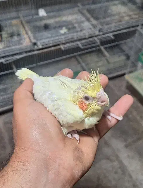 عروس هلندی سرلاکی|پرنده|کازرون, |دیوار