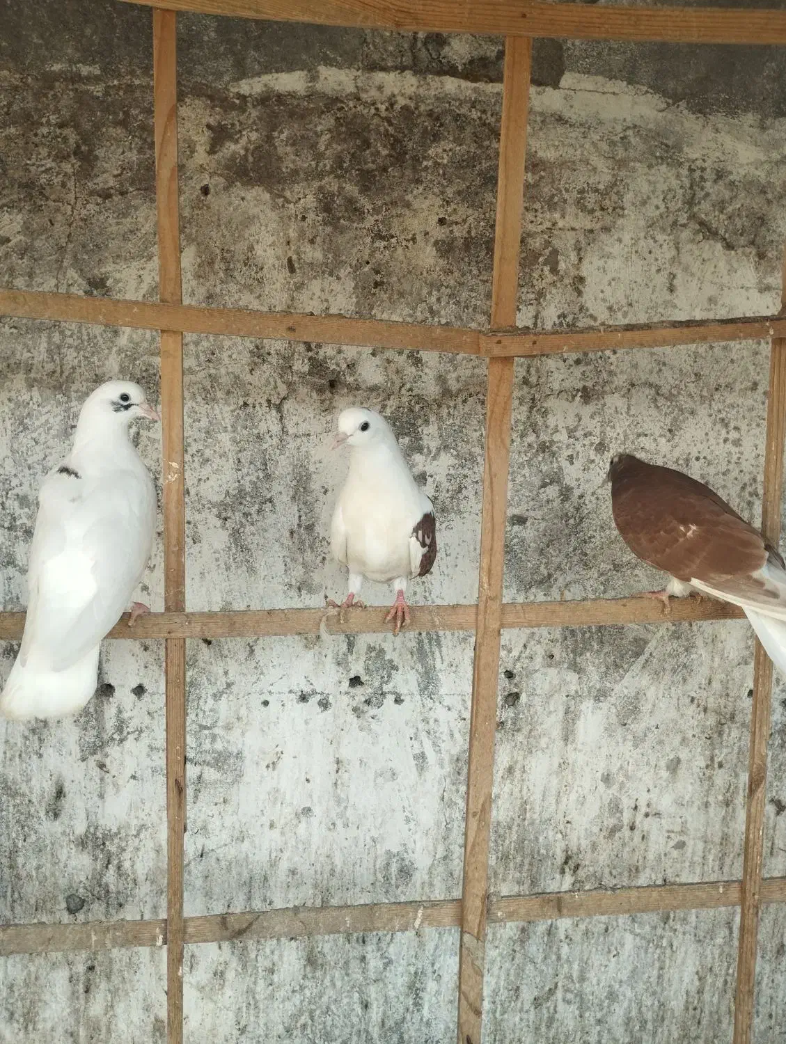 کبوتر|پرنده|بندر انزلی, میان پشته|دیوار