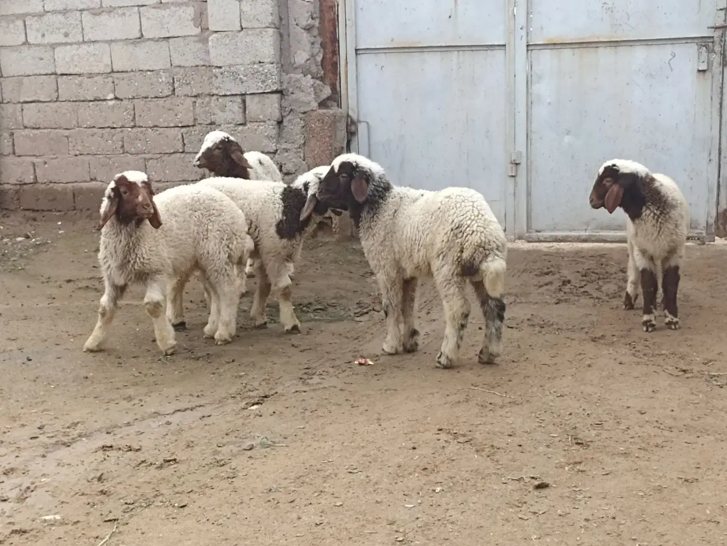 بره گاو گوسفند بز|حیوانات مزرعه|حمیدیه, |دیوار