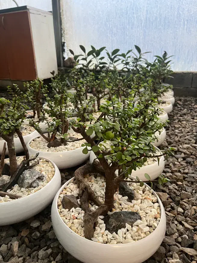 فروش و ارسال عمده گل وگیاه به کل کشور|گل و گیاه طبیعی|چمستان, |دیوار