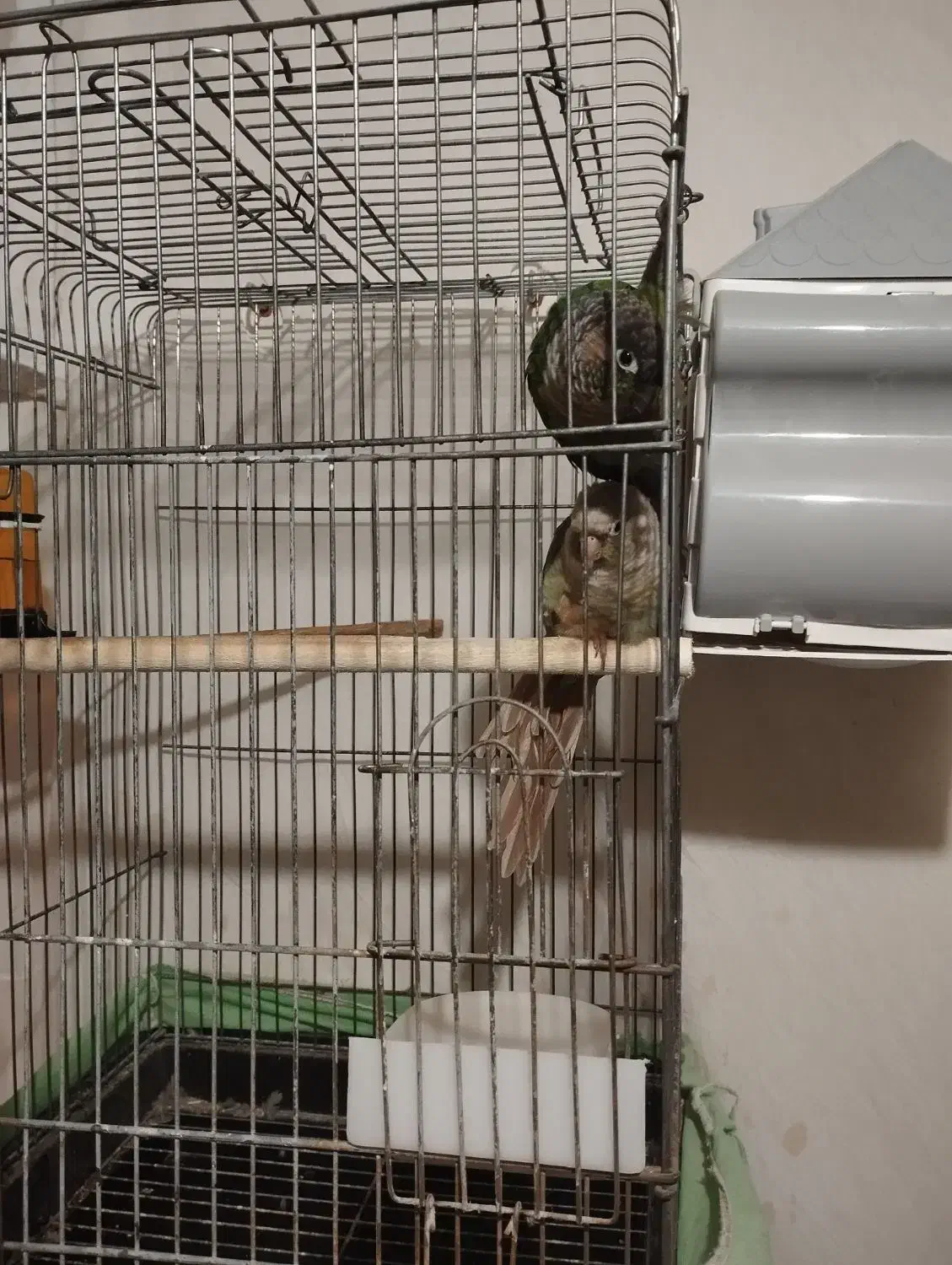 عروس هلندی وگرینچیک|پرنده|ماهدشت, |دیوار