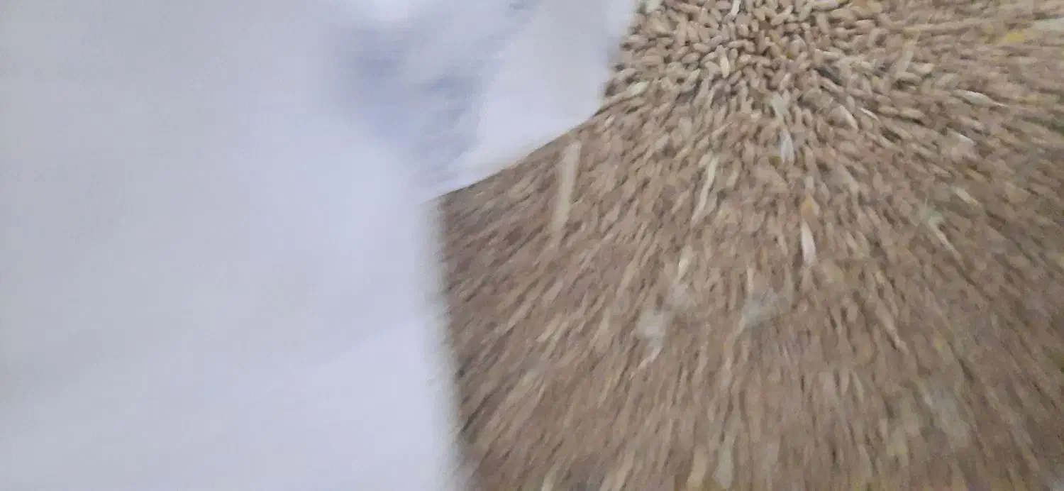 گندم|خوردنی و آشامیدنی|شیراز, گویم|دیوار