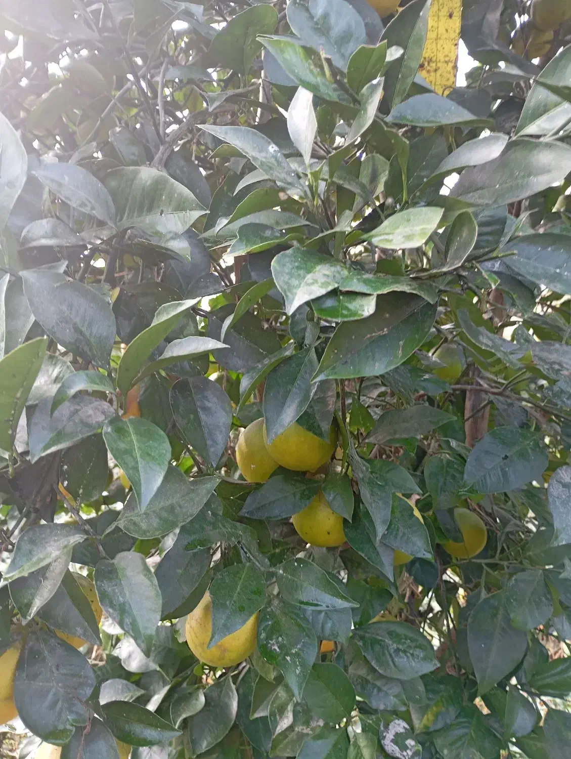 همه نوع گل و گیاه به قیمت جهادی وهمه نوع مرکبات|گل و گیاه طبیعی|آستانه اشرفیه, |دیوار