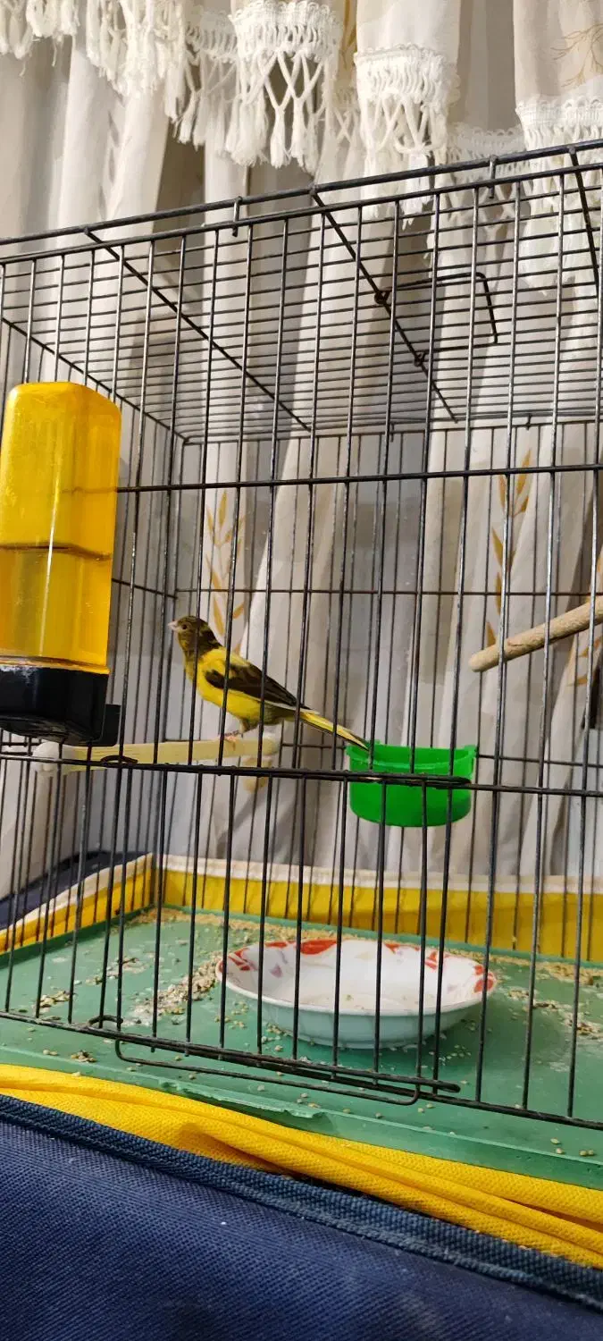 قناری|پرنده|سنقر, |دیوار