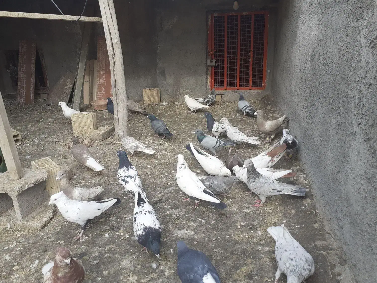 کبوترهای رنگی|پرنده|لنجان, |دیوار