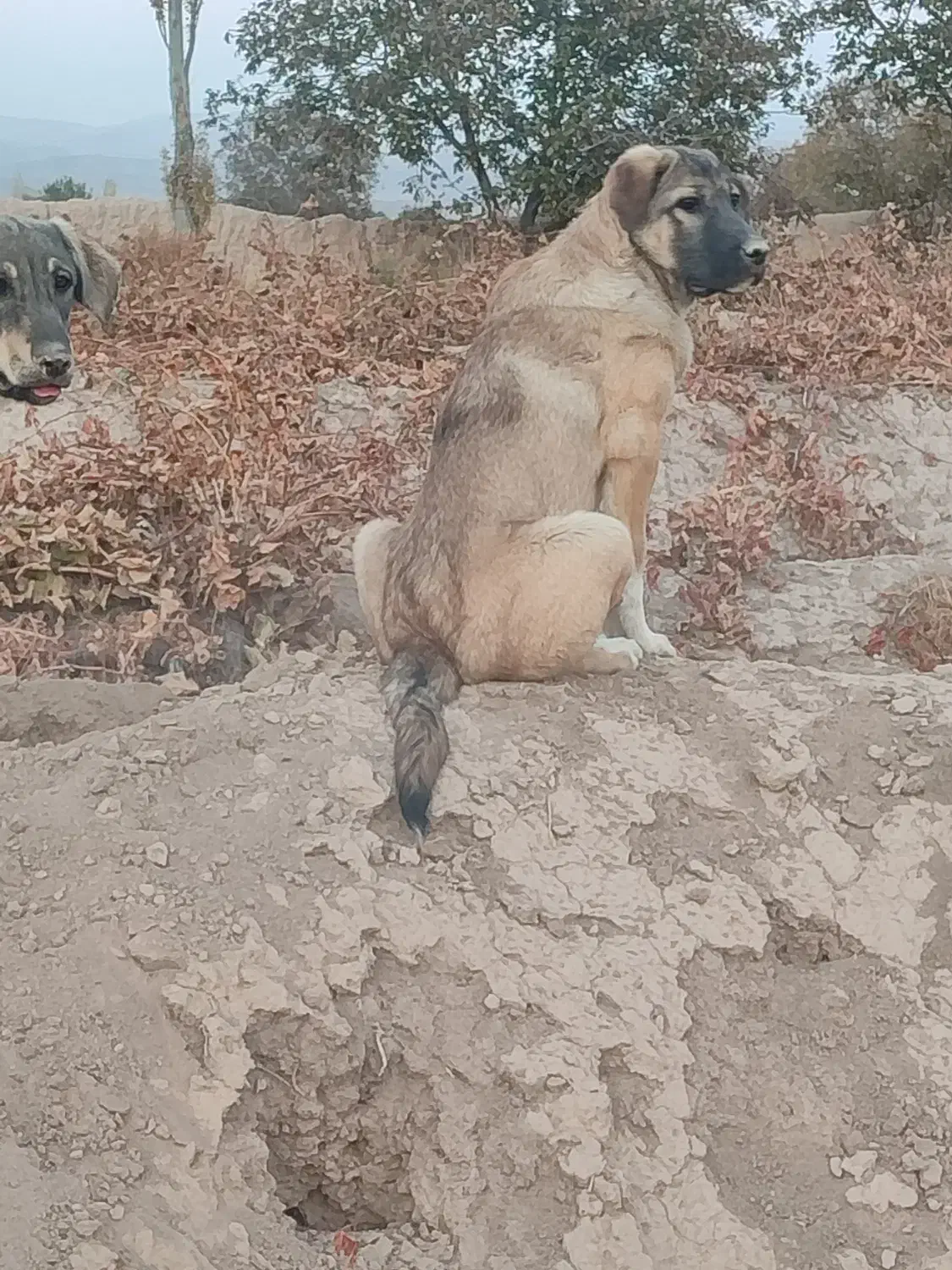 طلا|حیوانات|ملکان, |دیوار