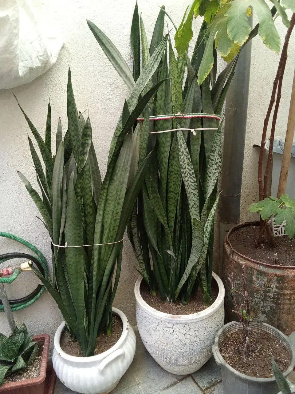 گل سانسوریا بزرگ و زیبا|گل و گیاه طبیعی|تبریز, |دیوار