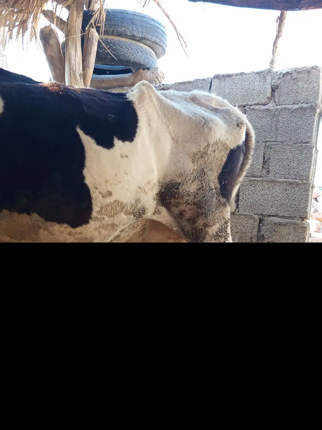 گاوه شیری.   3. عدد|حیوانات مزرعه|ایرانشهر, |دیوار