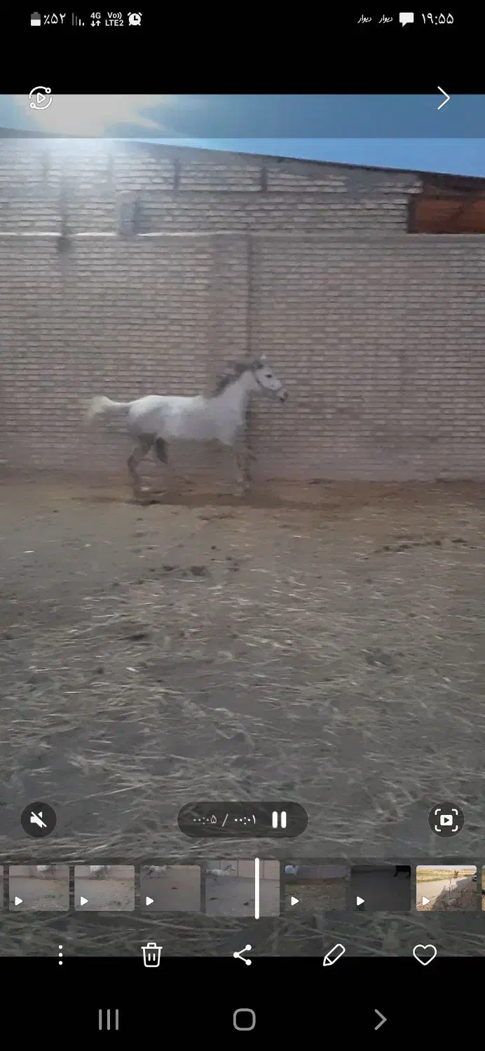 مادیون کرد|اسب و تجهیزات اسب‌سواری|قرچک, مهدیه|دیوار