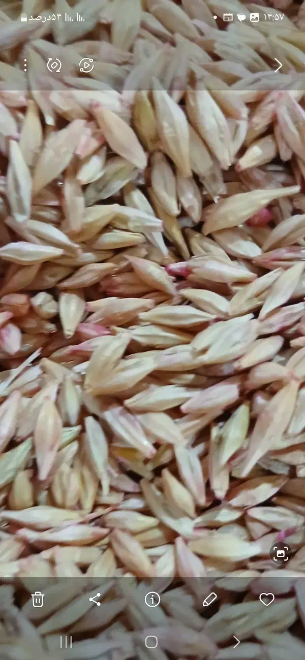 جو آبی، باقله،گندم بذری، کود شیمیای|خدمات باغبانی و درختکاری|بروجرد, |دیوار