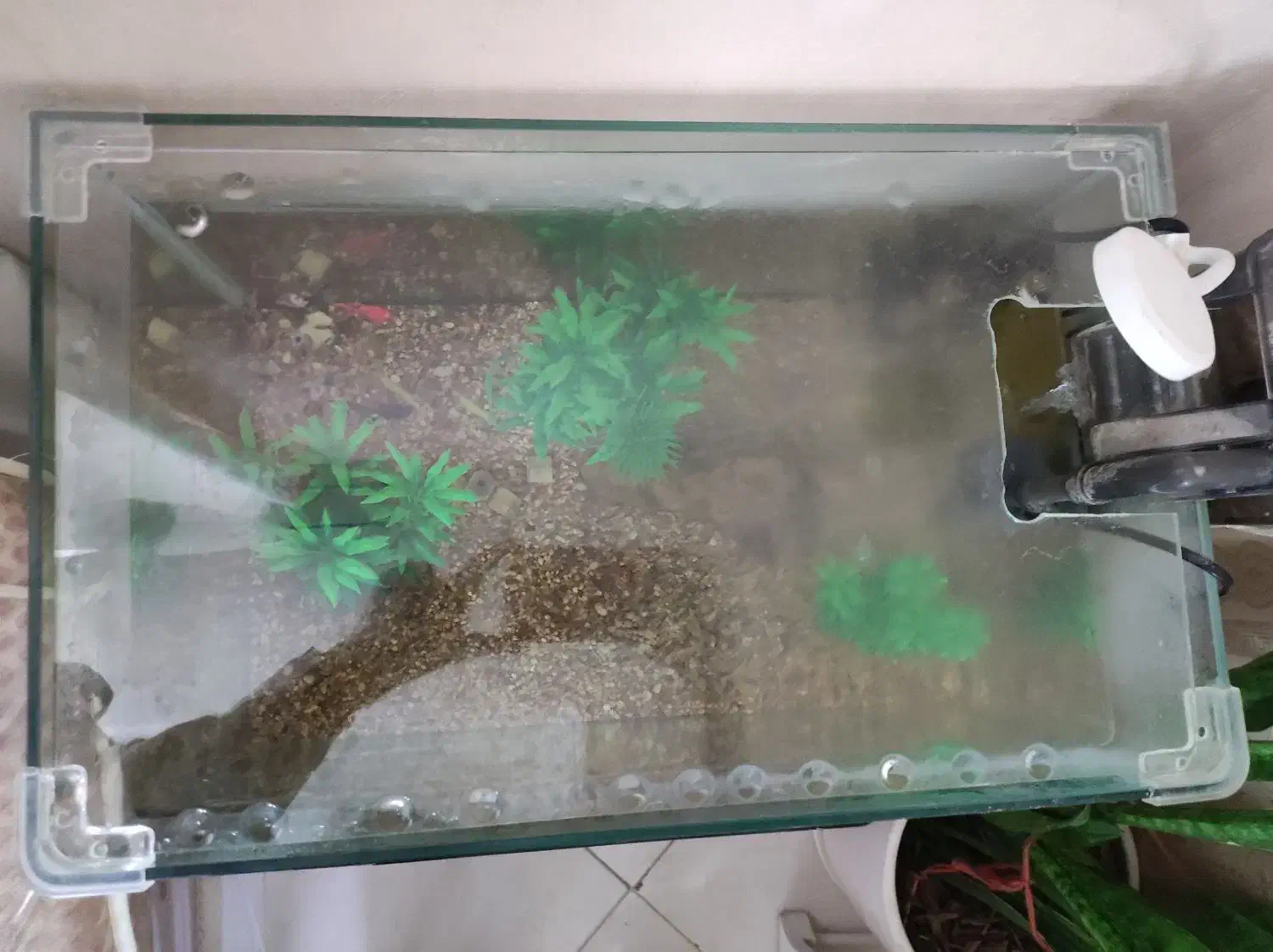 آکواریوم کوچک|ماهی|گرگان, |دیوار