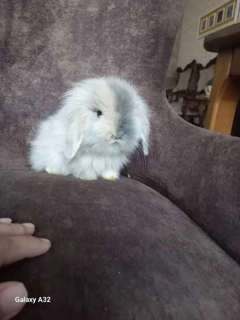 خرگوش مینی لوپ هلندی|موش و خرگوش|کرج, کوی امامیه|دیوار