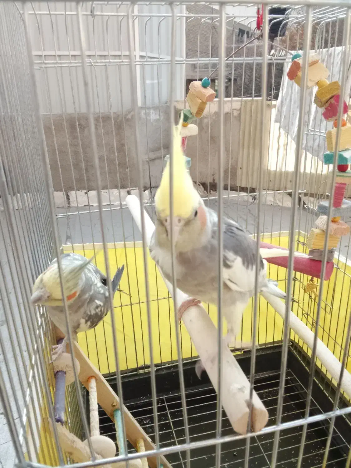 عروس هلندی|پرنده|پاکدشت, پاکدشت (مامازند)|دیوار