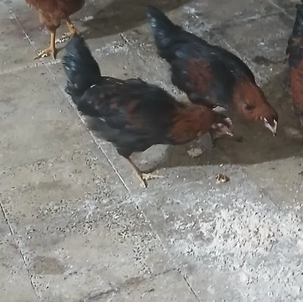 خوروس|حیوانات مزرعه|محمدشهر, محمدشهر|دیوار