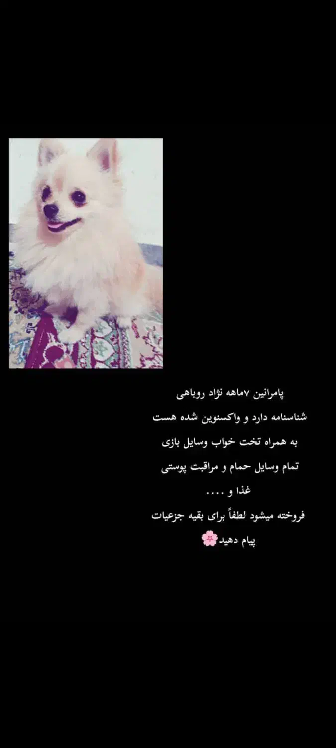 سگ خانگی روباهی|سگ|یاسوج, |دیوار