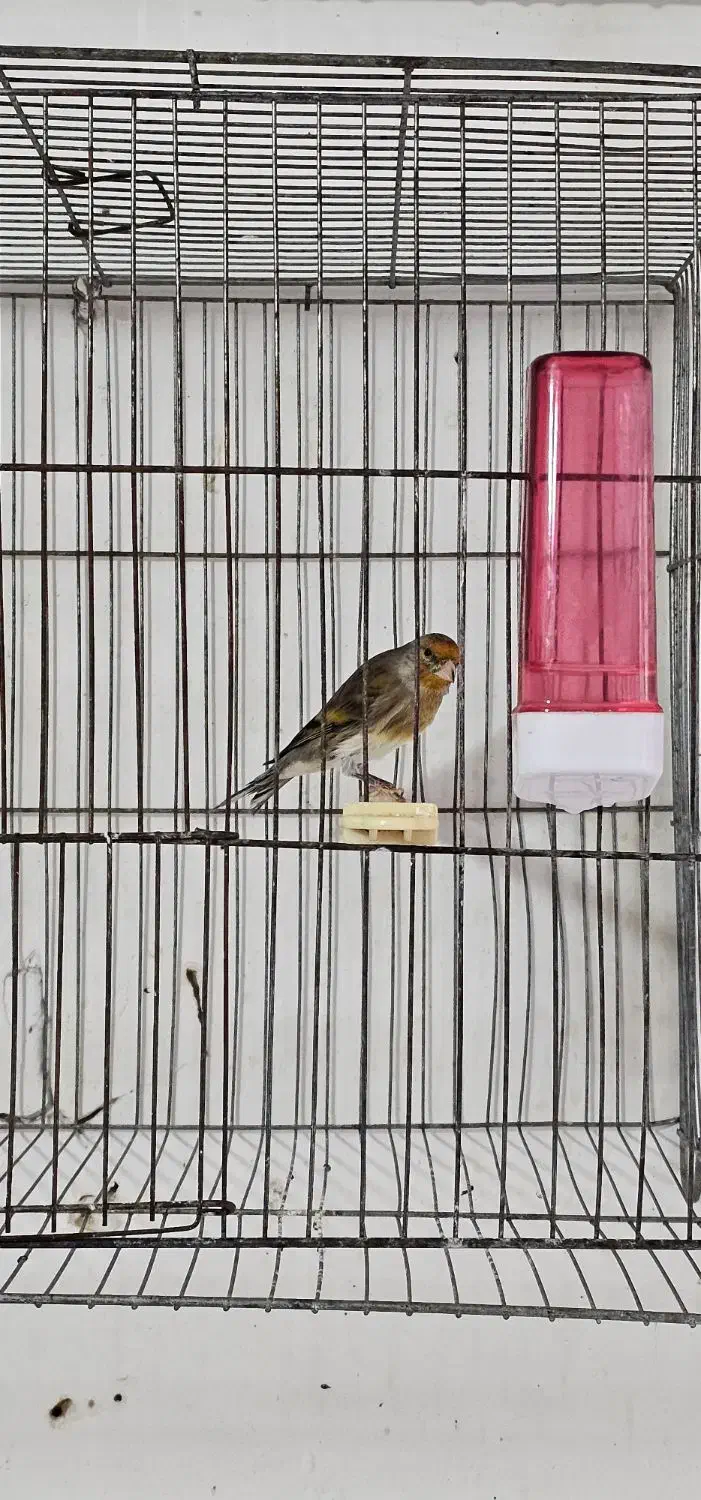 سهره قناری ۵ ماهه زیر دهن فتاح بوده|پرنده|بیجار, |دیوار