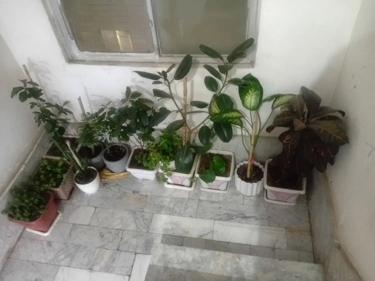 تعداد ۱۱ عدد گلدان گل زیبا و سرحال فروش همه باهم|گل و گیاه طبیعی|پاکدشت, پاکدشت (مامازند)|دیوار